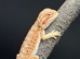 Baby hypo Bearded dragons.
