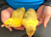 Eden goslings x2