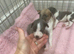 Beautiful pedigree whippet puppies