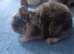 3 baby rabbit