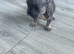 Blue and tan French bulldog