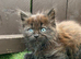 Main Coon x Siberian Forest Cat