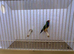 Gouldian Finch Cock Bird For Sale (OH, PB, GB)