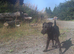 Patterdale bitch 6months old