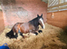 18.2 shire horse for part loan