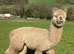 Handsome Pet Yearling Boys