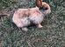 Mini rex x mini lop