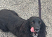 cocker spaniel female