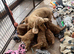 Cockapoo puppies