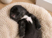 Beautiful borador puppies