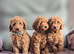 DNA EXTENSIVELY TESTED! MINIATURE POODLE PUPPIES