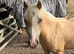 Palomino filly