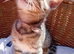Bengal × Blue British Shorthair Kittens Ready Now