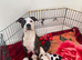 Only 1 Staffordshire Bull Terrier puppies left! ️