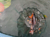 16 koi