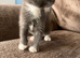 Kittens for sale