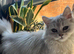 Beautiful persian cat for sale