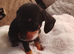 Dutch hound puppies