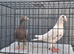 Almond Breeder Pigeon Pair
