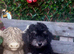 Adorable Miniature poodle Puppies
