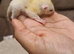 Leucistic Sugar Glider Young Boy