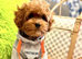 Maltipoo Puppies