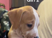 American bulldog *ready to go*