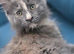 2 Female Maine Coon Kitten Cross