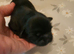Kc shih tzu imperial line