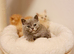 Beautiful Male & Female British Shorthair Kittens Available