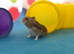 Hamster for sale with full set up