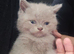 2 beautiful british short-hair kittens left