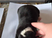 Border collie puppies
