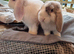 Gorgeous mini lops