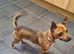 Male Chihuahua