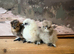 Silkie chicks