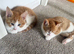 3 ginger tabby males ready now :)