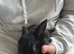 Lionhead x dutch