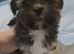Lhasa-apso pups