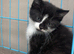 Long haired kittens