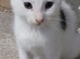 Male white kitten with black ears & tail