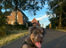 Dogue de Bordeaux in need of loving home