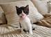 Tuxedo kittens