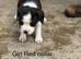 Boxer cross Rottweiler pups