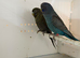 BFBW breeder pair for sale