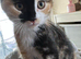 For sale 2 adorable 9 month old female cats need loving home