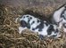 Kunekune piglets