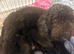6 beautiful puppies