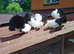 BLACK TAIL MARKED FANTAIL PIGEONS DOVES