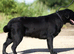 SHOW BLACK ENGLISH LABRADOR TOP QUALITY